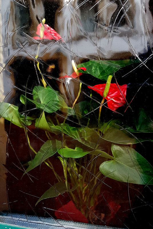 роза за окном - Тихон Скворцов 