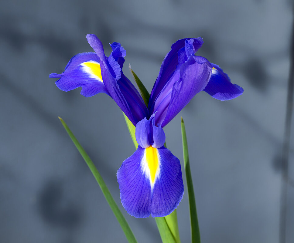 iris - Zinovi Seniak