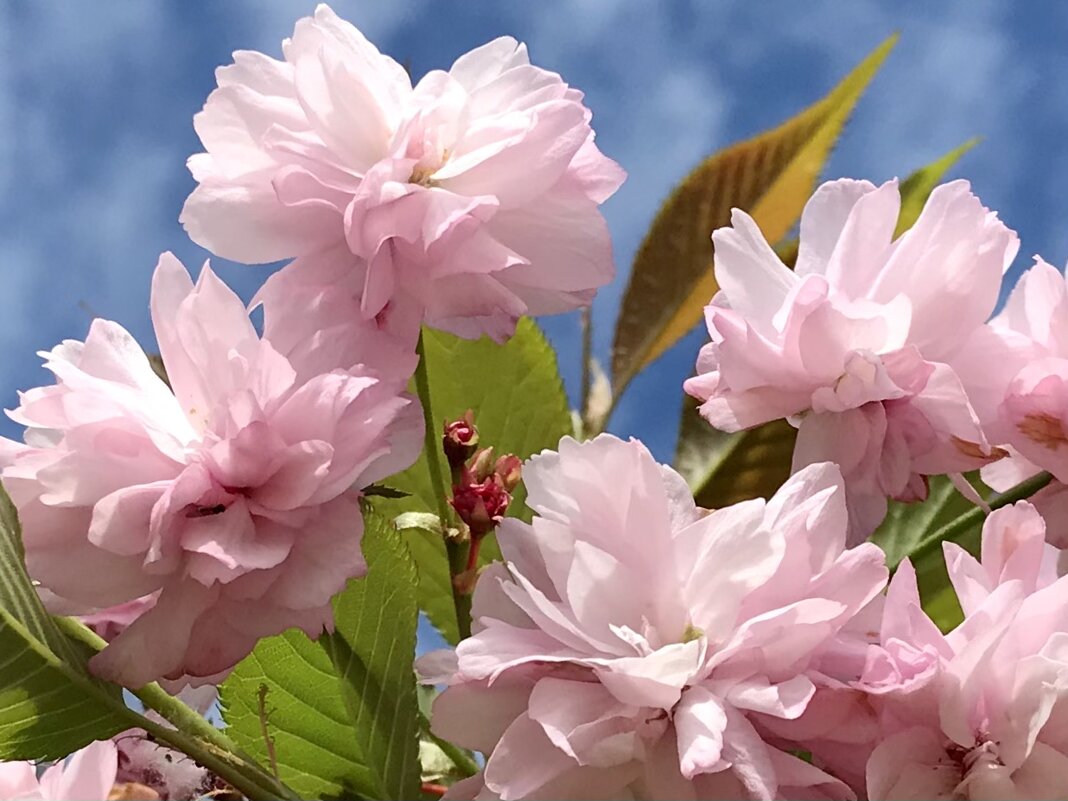 Цветущая сакура - Pippa 