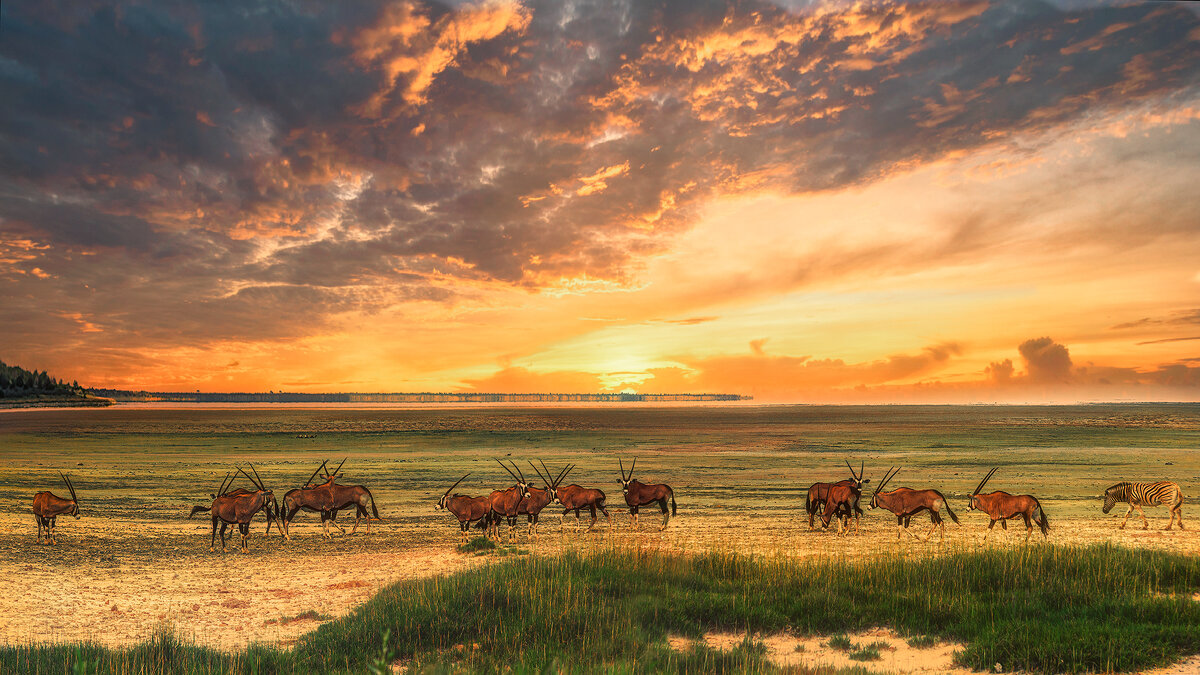 Пейзаж с антилопами - svabboy photo