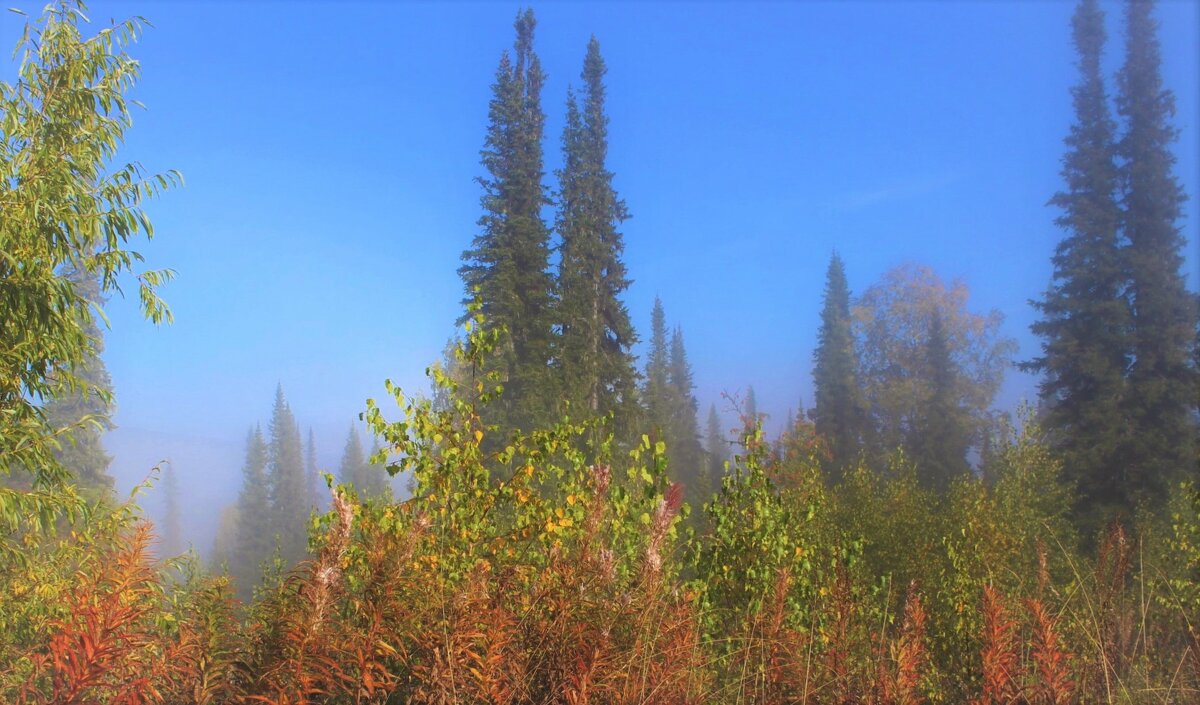 Яркое утро в лесу - Сергей Чиняев 