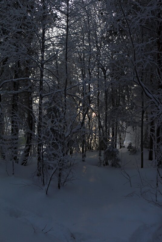 Зима в лесной чаще - Ольга 