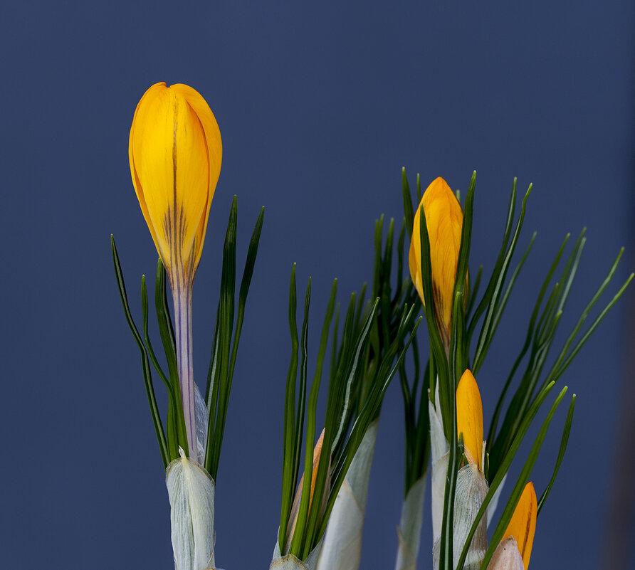 crocuses - Zinovi Seniak