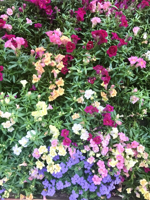 Летнее многоцветье - Pippa 