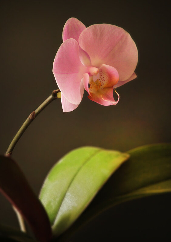 ... Орхидея грациозна, нежной хрупкости полна ... - barsuk lesnoi