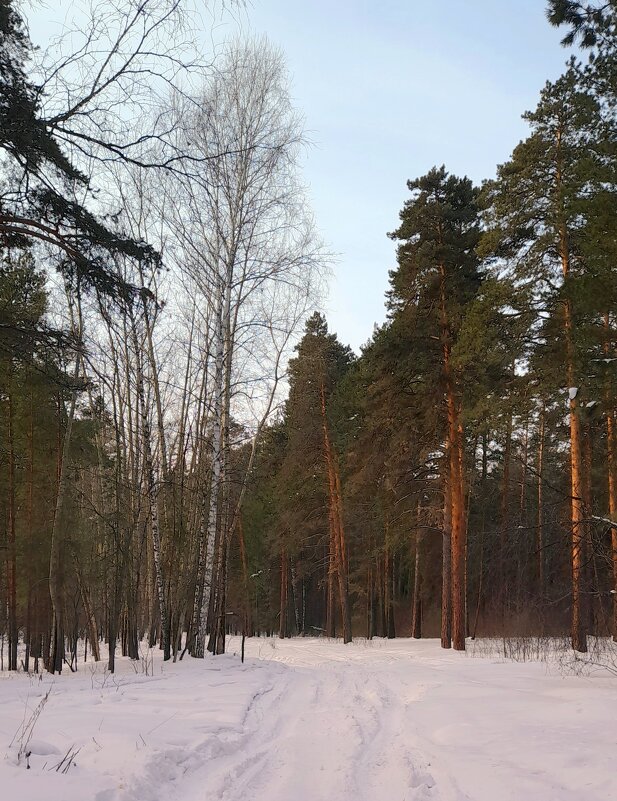 В лесу февраль - Мила Бовкун