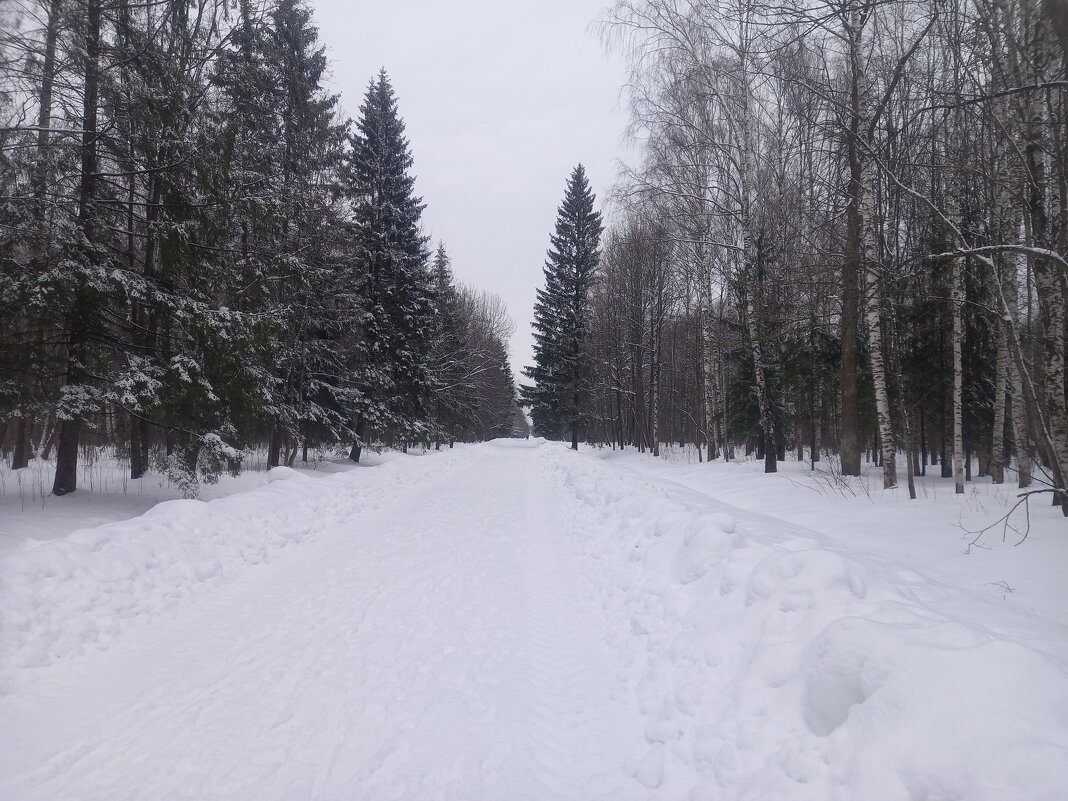 Зима в Баболовском парке - Сапсан 