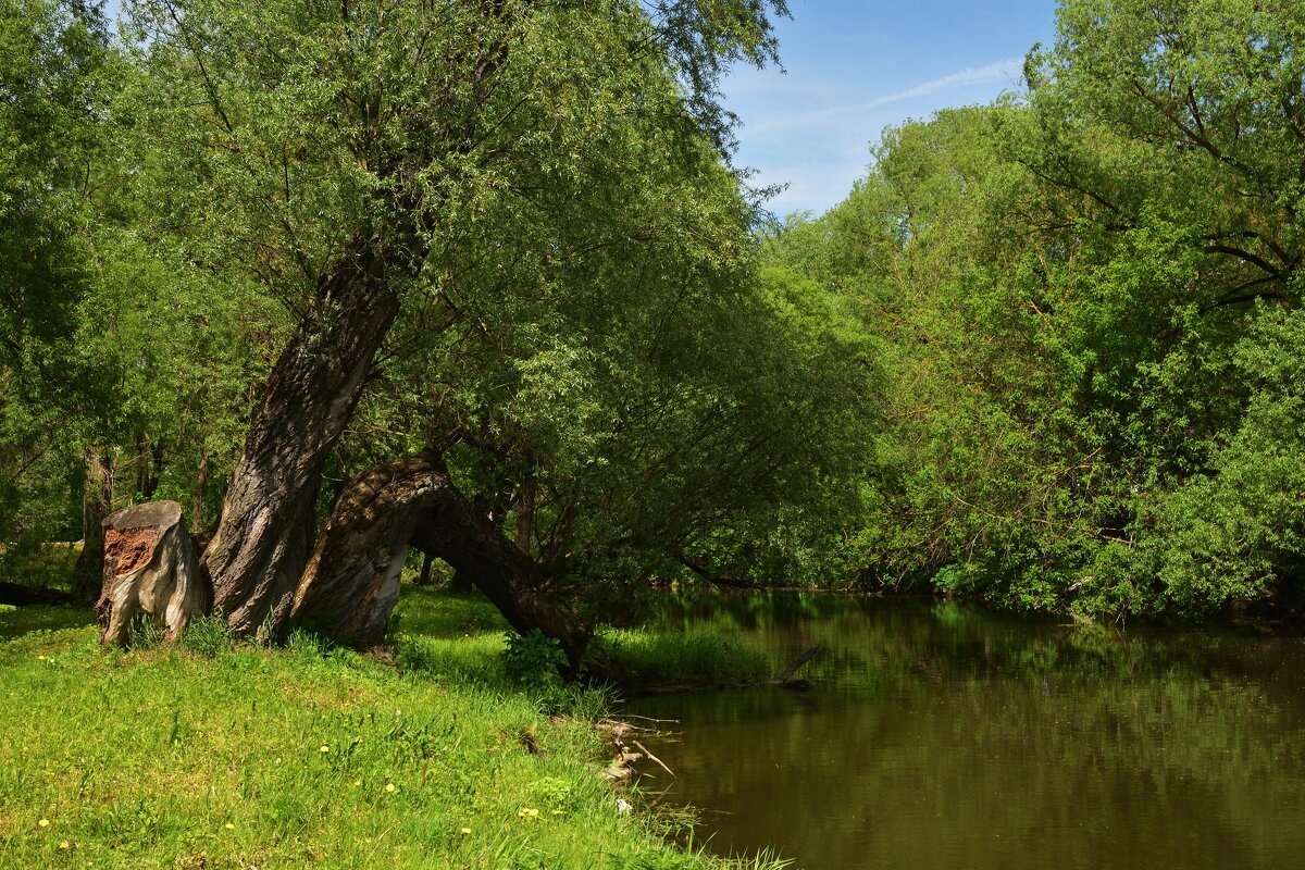 Московская область. Город Чехов. Городской парк культуры и отдыха. Майская природа. - Наташа *****