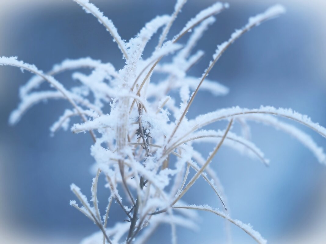 Растрёпанный зимой - wea *