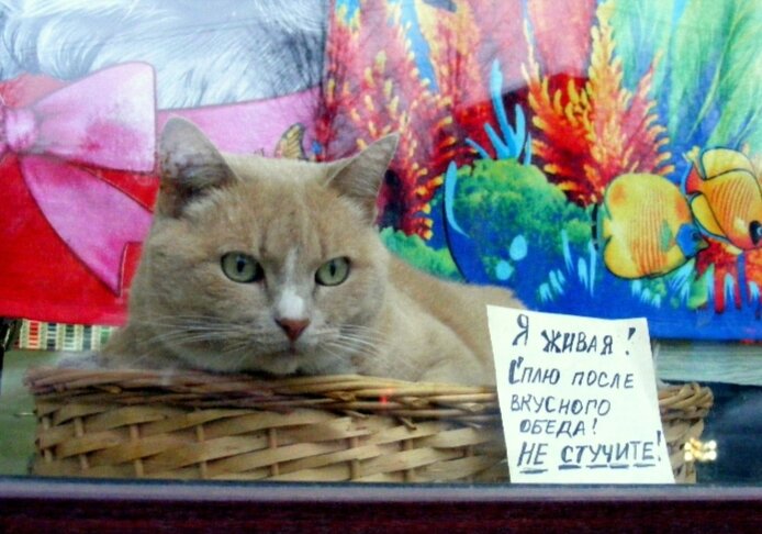 Петербургские коты. - Татьяна 