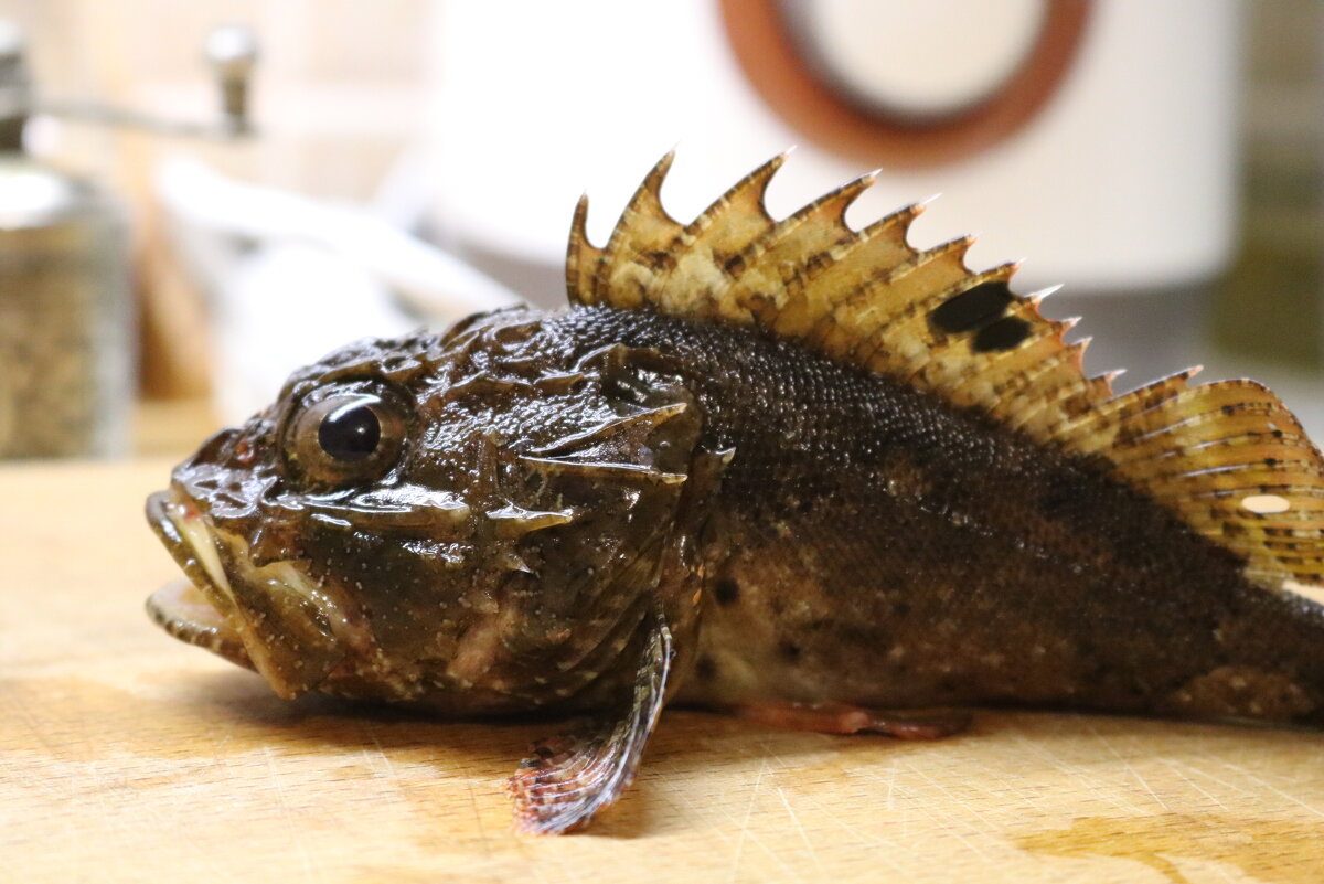 Не очень, но ядовитый хищник Черного моря - Сергей Скорик