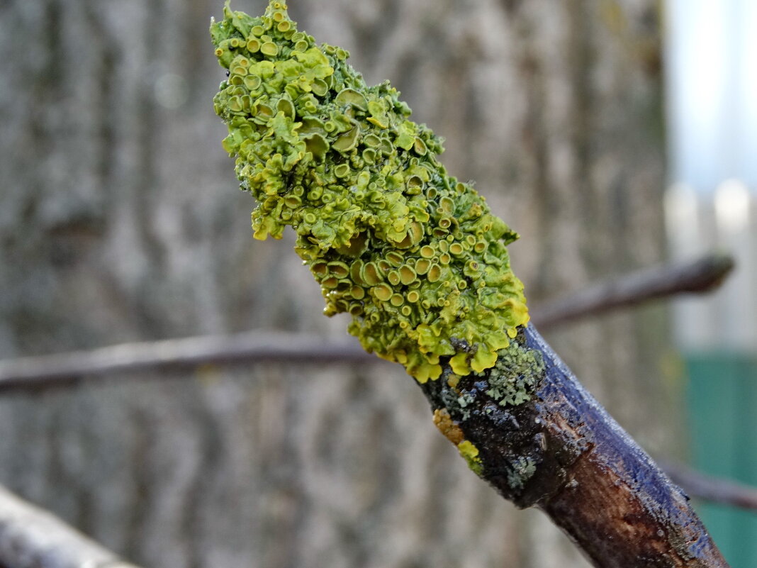 Ксантория  настенная.......Ксантория (лат. Xanthoria) — род лишайников семейства Teloschistaceae. - Ivan Vodonos