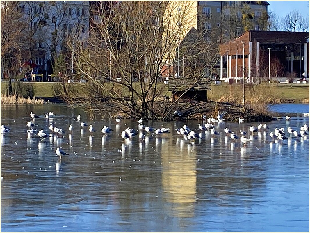 Чайки на озере. - Валерия Комова