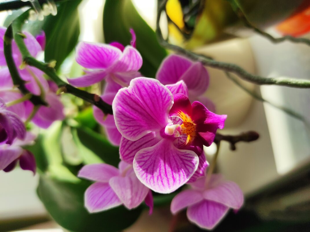 Малютка орхидея - Татьяна Лютаева