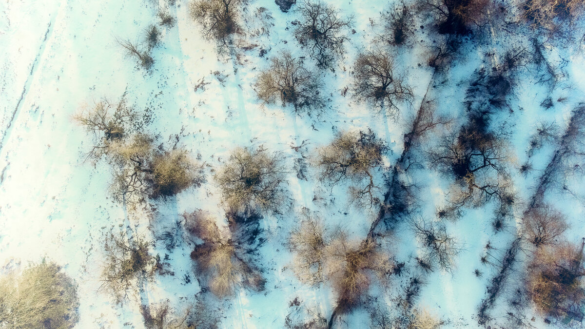Зимний сад - Андрей Котейко