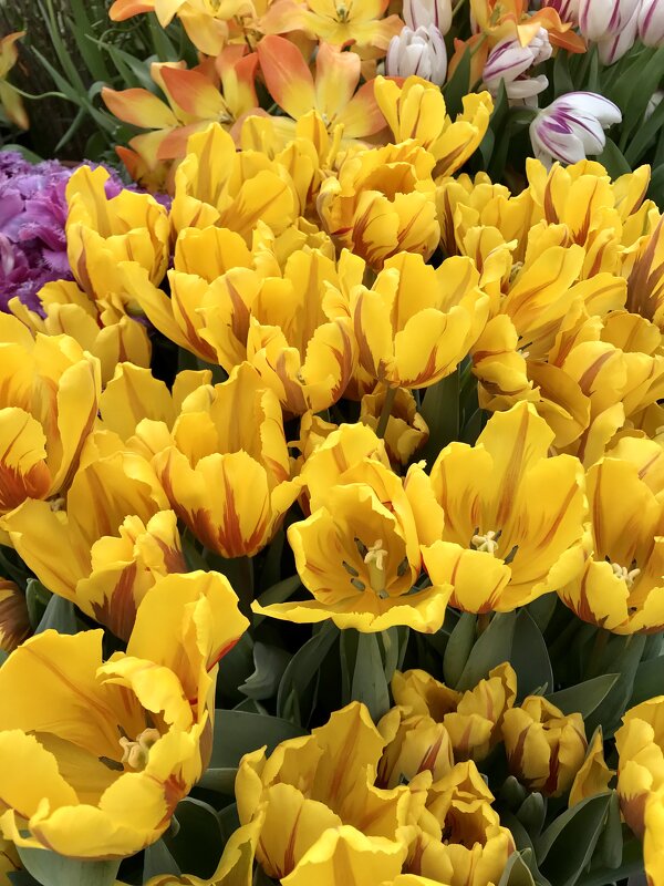 Желтые тюльпаны - Pippa 