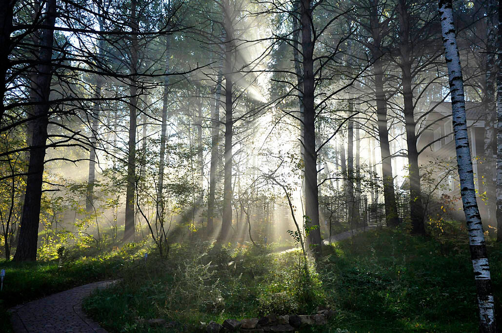 Утро в лесу - Сергей Тюленев 