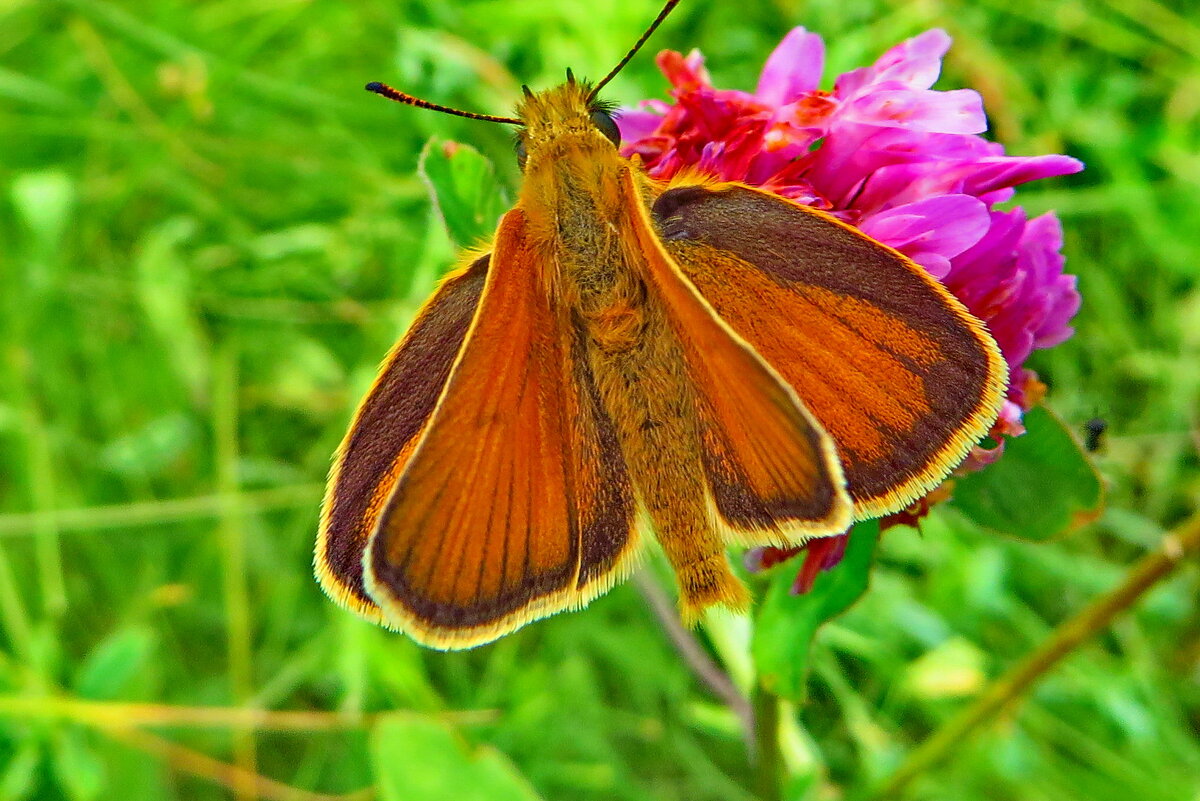 Толстоголовка тире (лат. Thymelicus lineola) — бабочка из семейства толстоголовок - Ivan Vodonos