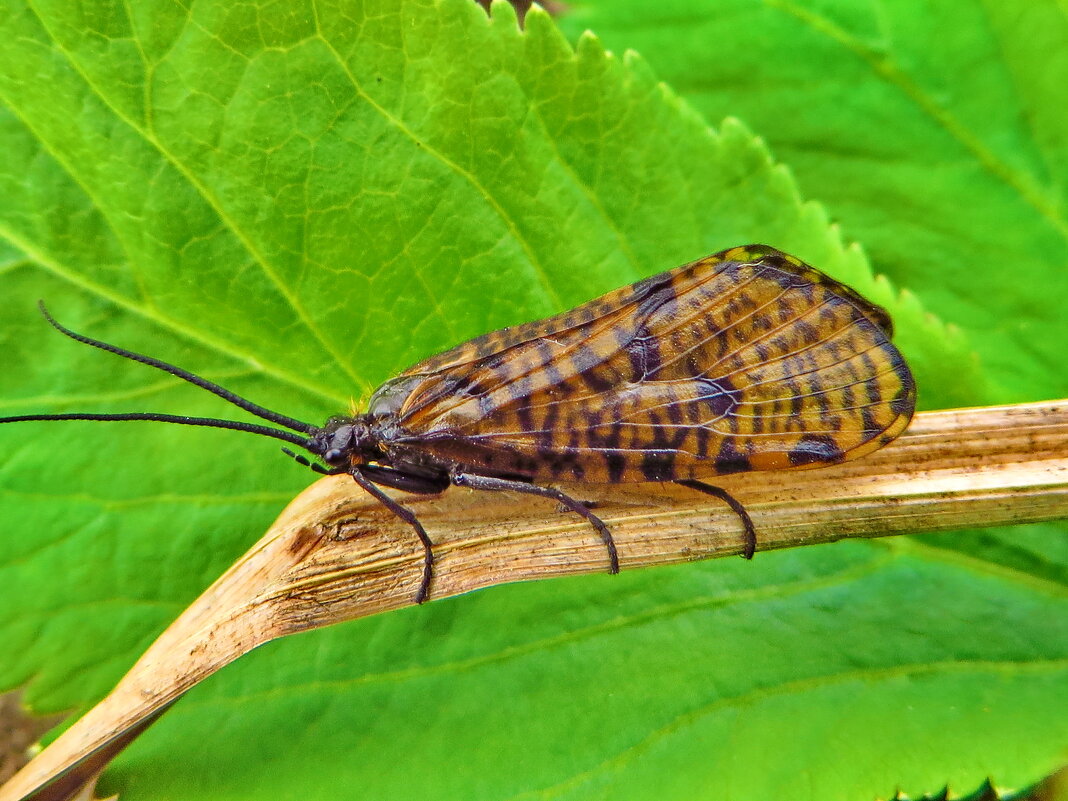 Ручейник.....Tasimiidae (лат.) — семейство ручейников подотряда Integripalpia - Ivan Vodonos