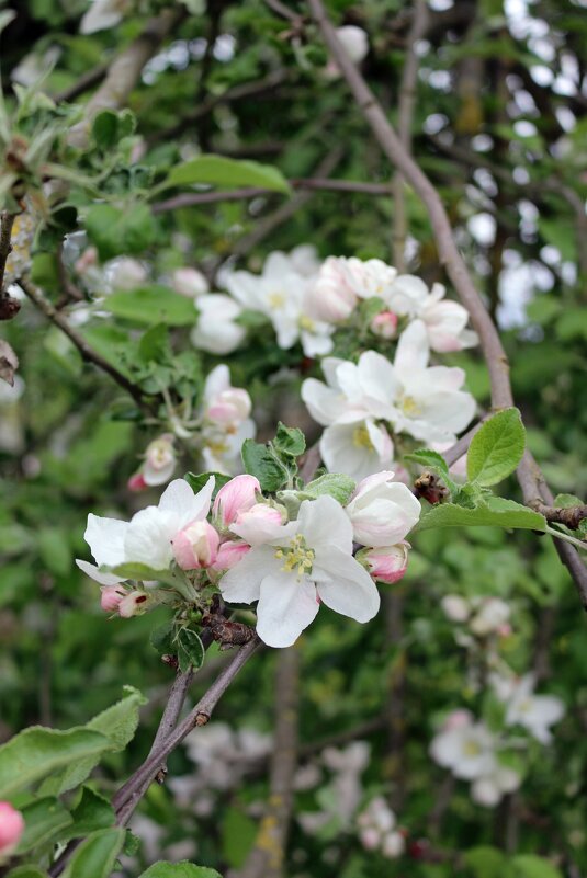 Яблони в цвету - Ольга 