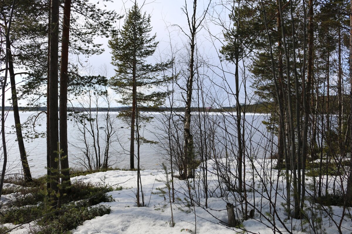 В весеннем лесу - Ольга 