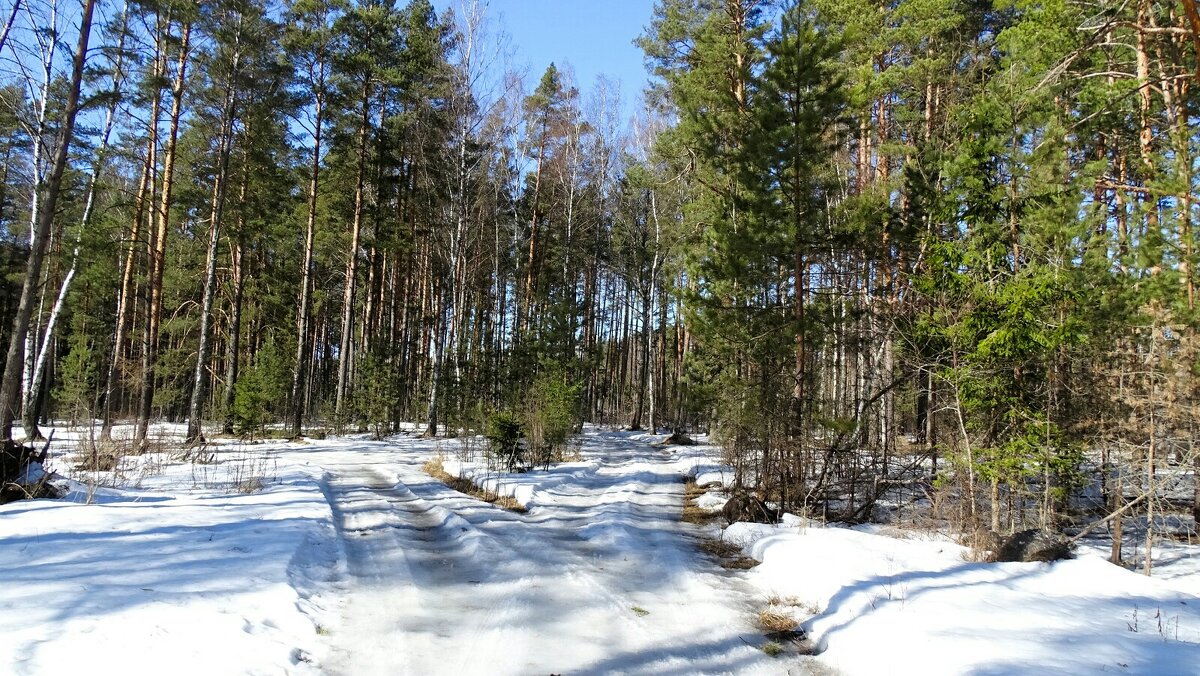 В весеннем лесу. - Милешкин Владимир Алексеевич 