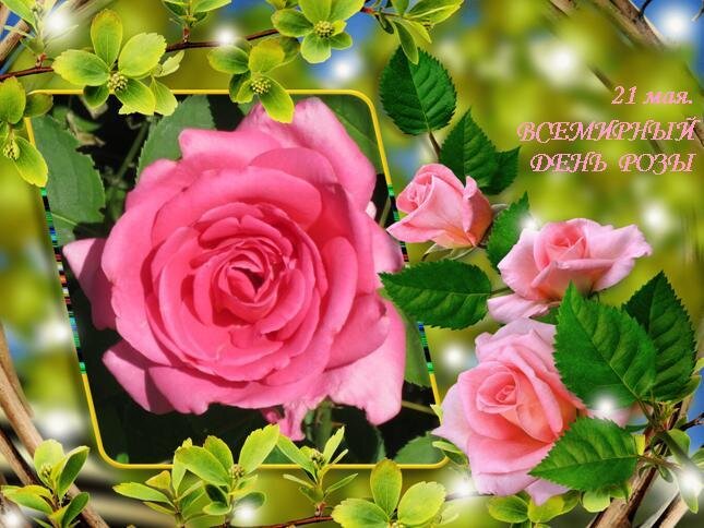 21 мая. Всемирный день розы - Дмитрий Никитин