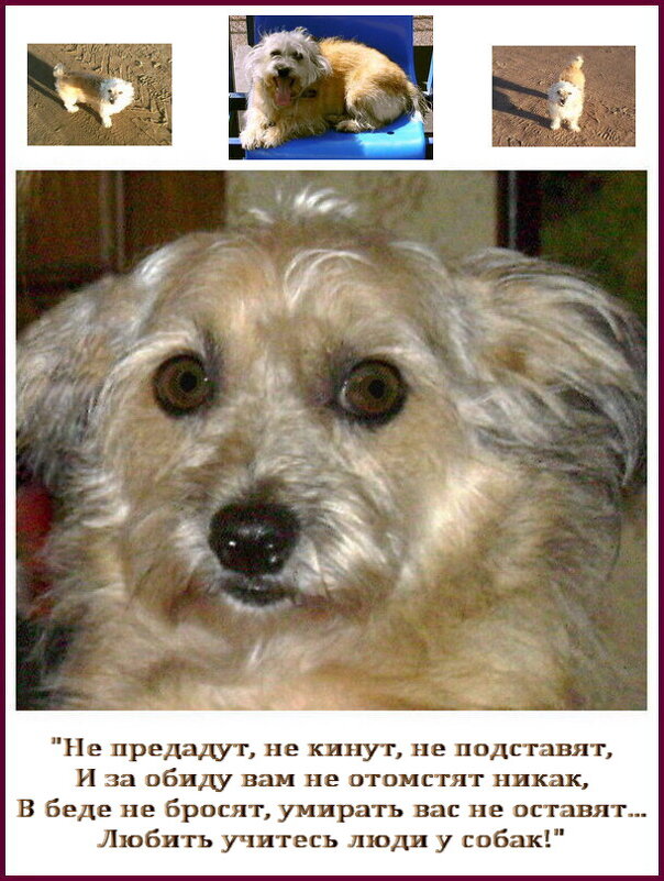 У собаки одна цель в жизни - подарить своё сердце. Джо Эндолф Экерли. - Лия ☼