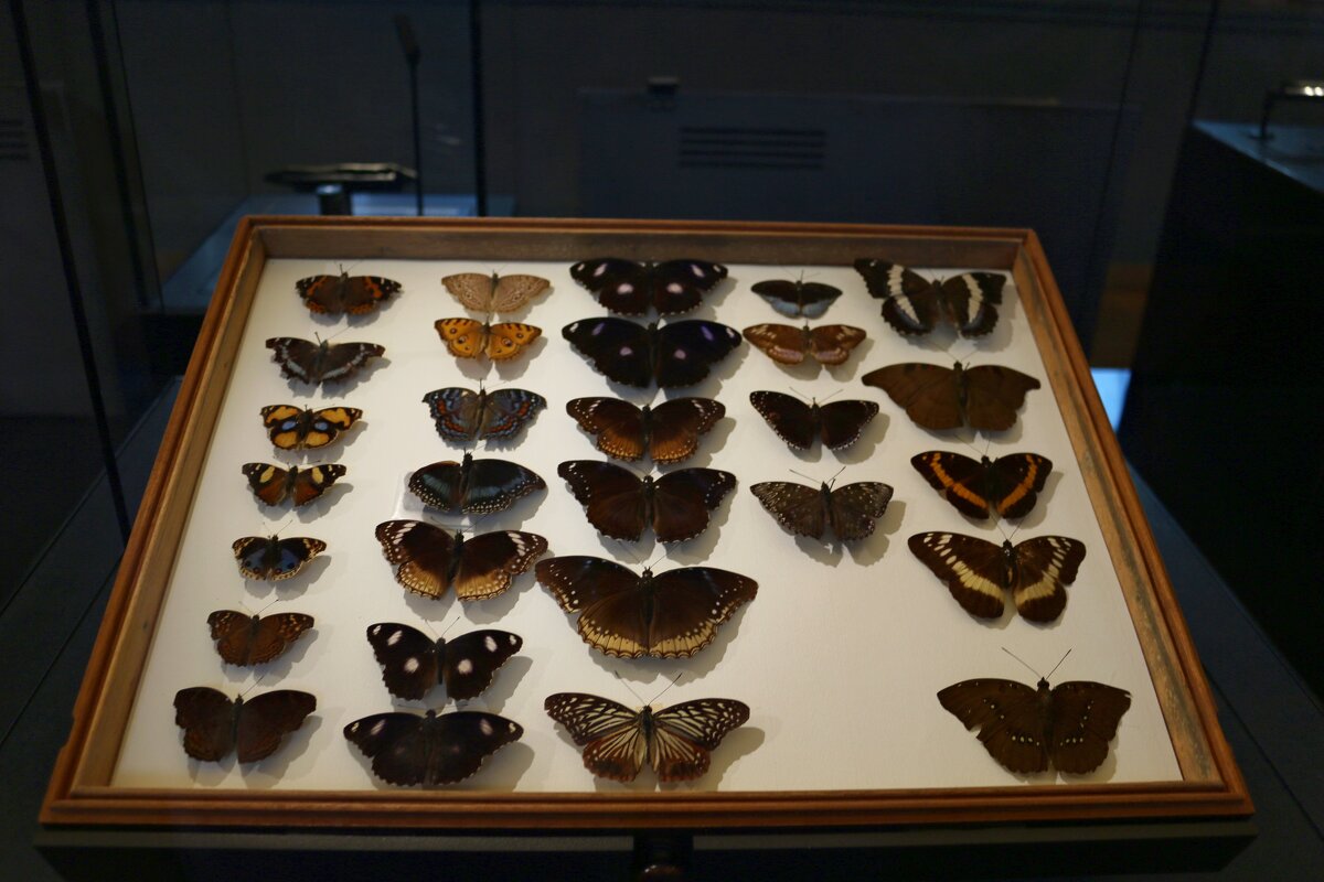 Коллекция бабочек в музее естествознания - Ольга 