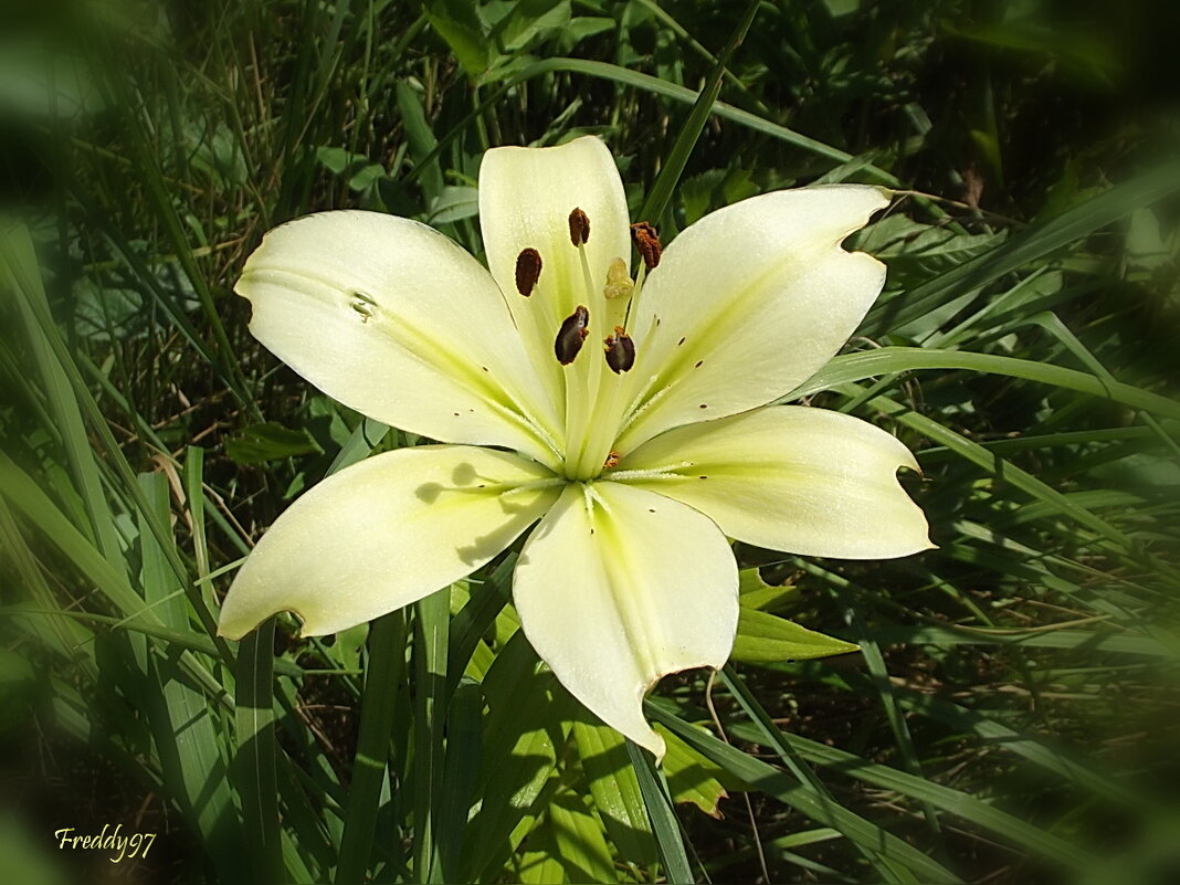 Белых лилий цветы серебристые… - Freddy 97