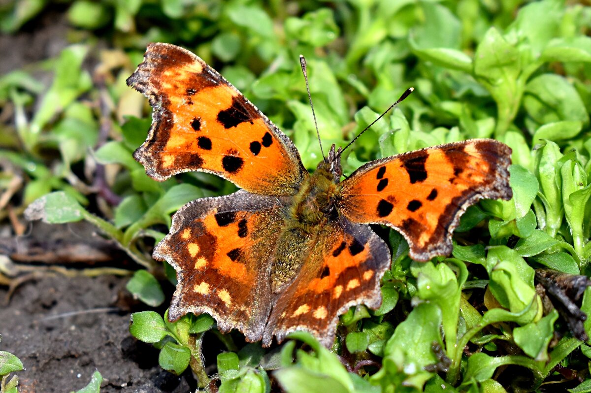 Первая весенняя бабочка - Константин Штарк