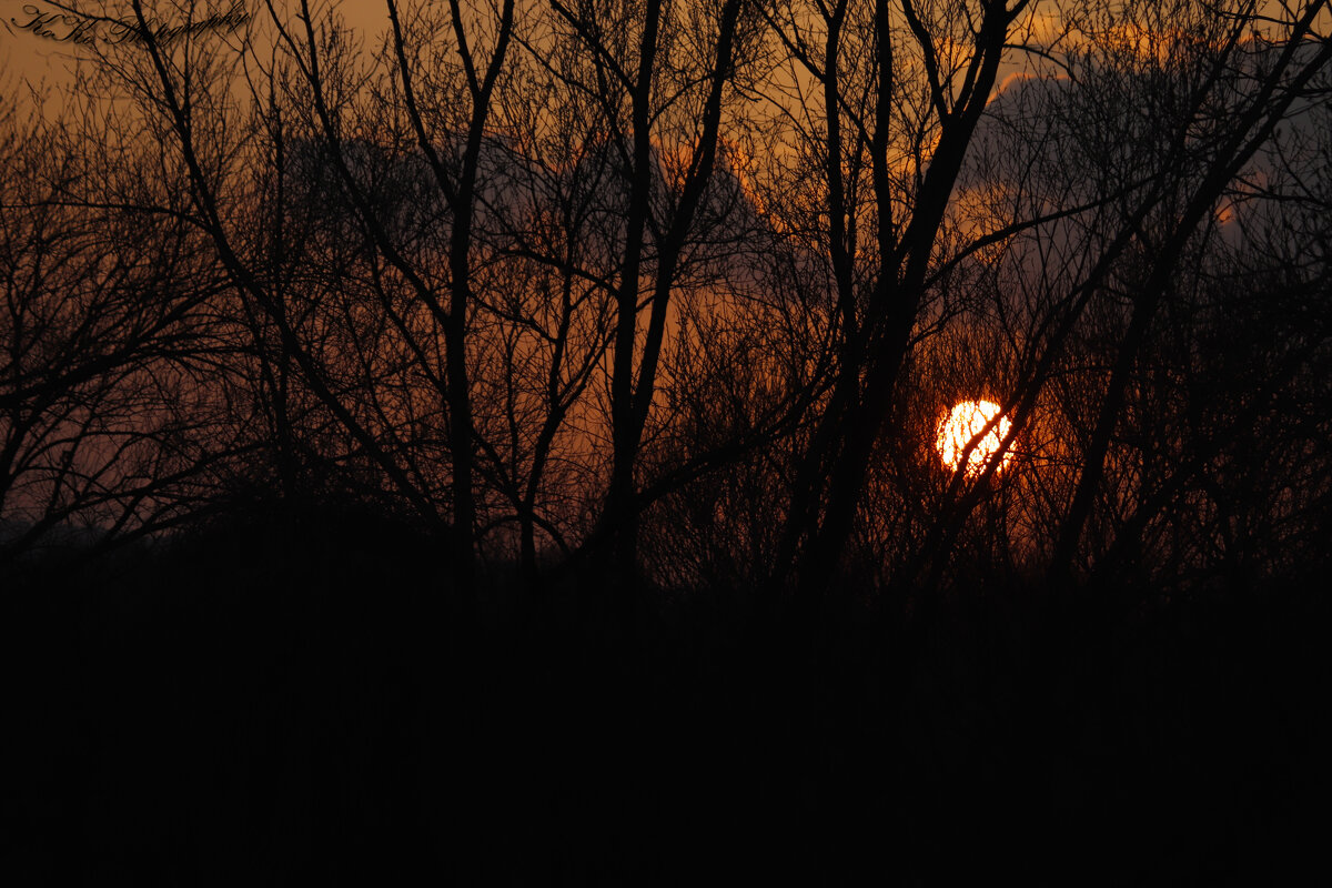sunset in the bushes - Nikola Ivanovski
