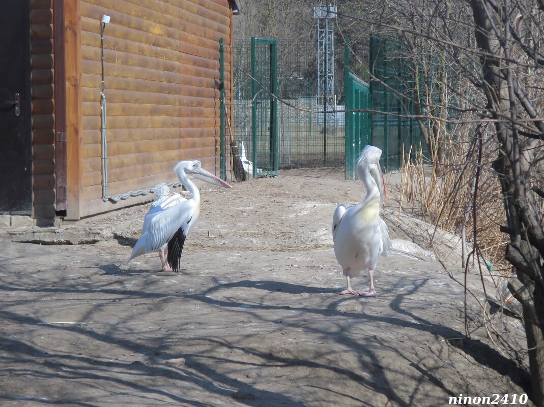 В ростовском зоопарке... март... - Нина Бутко