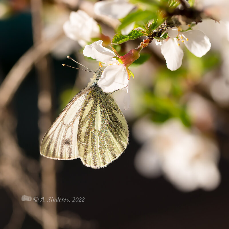 Бабочка брюквенница на цветке - Александр Синдерёв