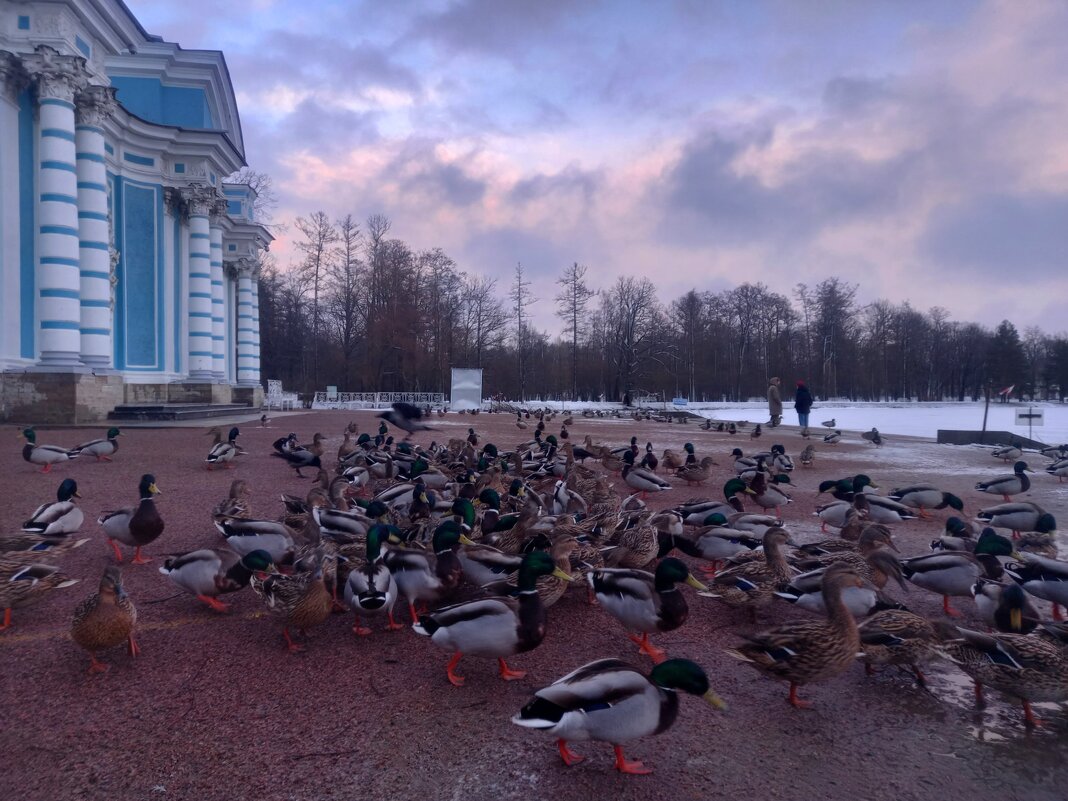 Утки на закате - Сапсан 