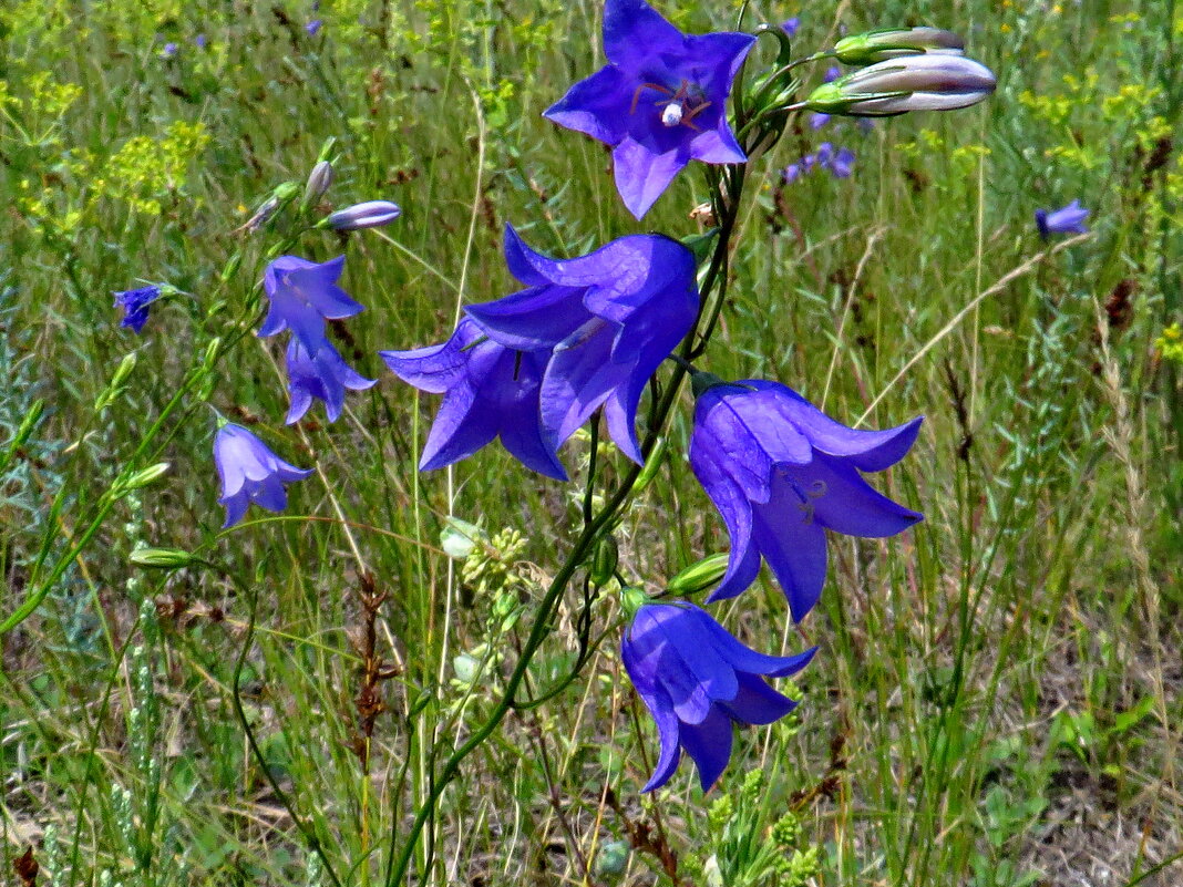 Campanula rotundifolia