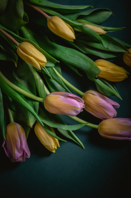 Первые тюльпаны - Anna Makarenkova 