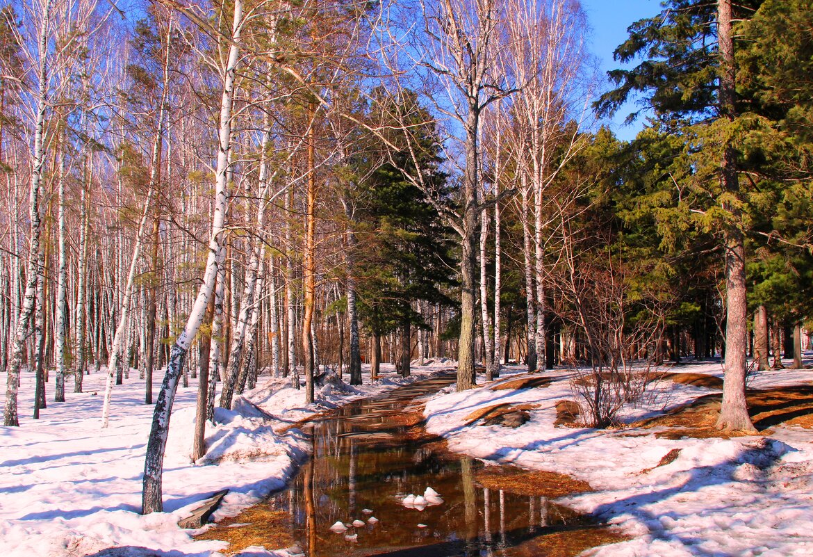 В весеннем лесу - владимир тимошенко 