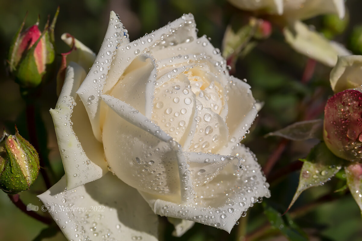 Букет белых роз в росе фото