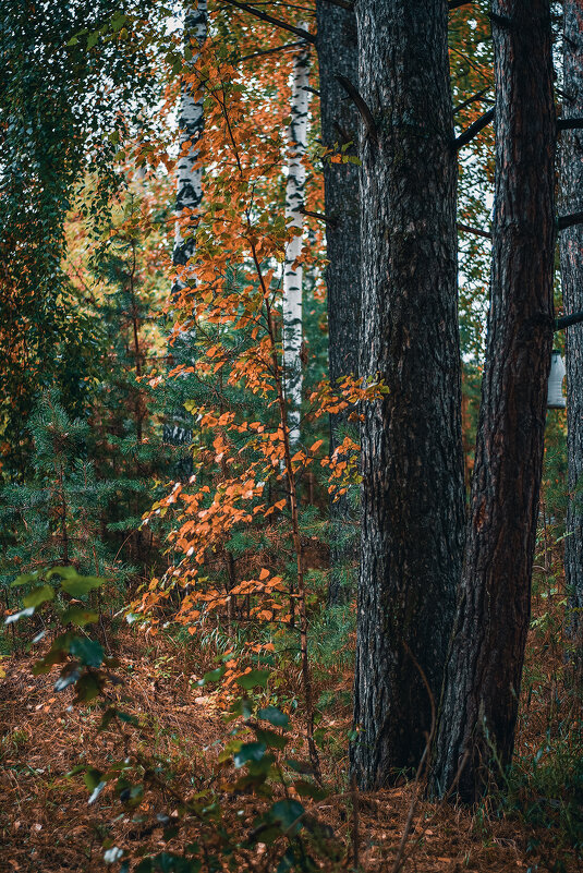 Осень - Александр Рябуха