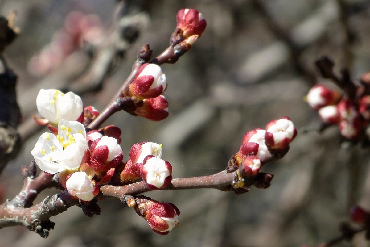 Цветение абрикосов – это одна из примет наступившей весны - Татьяна Смоляниченко