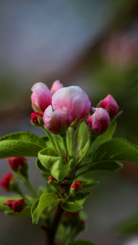 яблоко цветы - Алтынбек Картабай