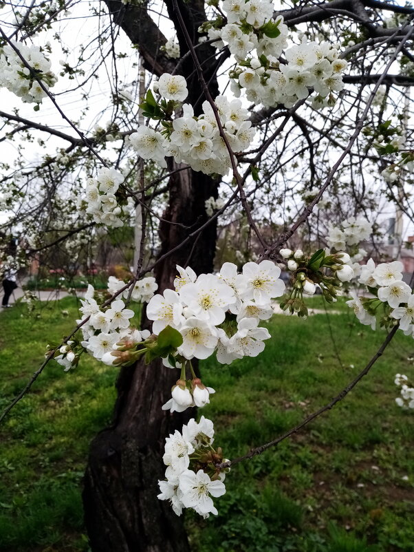 Весна.Начало цветения - Татьяна Р 