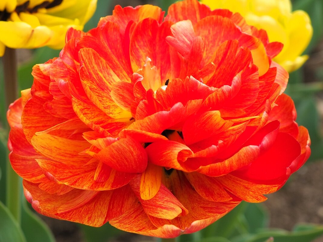 Махровый тюльпан "Sunlover" - wea *