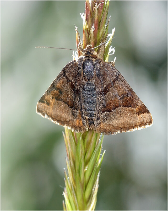 Abrostola triplasia - Совка крапивная бурая - Bo Nik