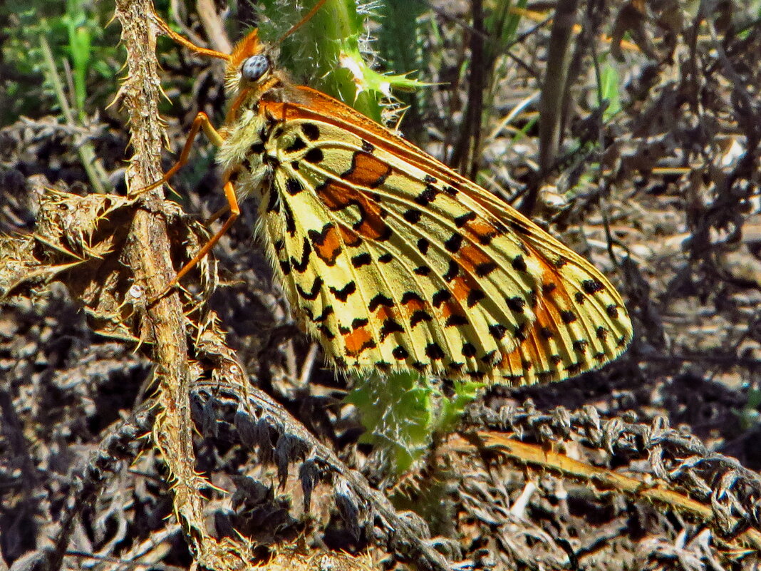 Рябець червоний (Melitaea didyma) — вид денних метеликів родини сонцевиків (Nymphalidae). - Ivan Vodonos