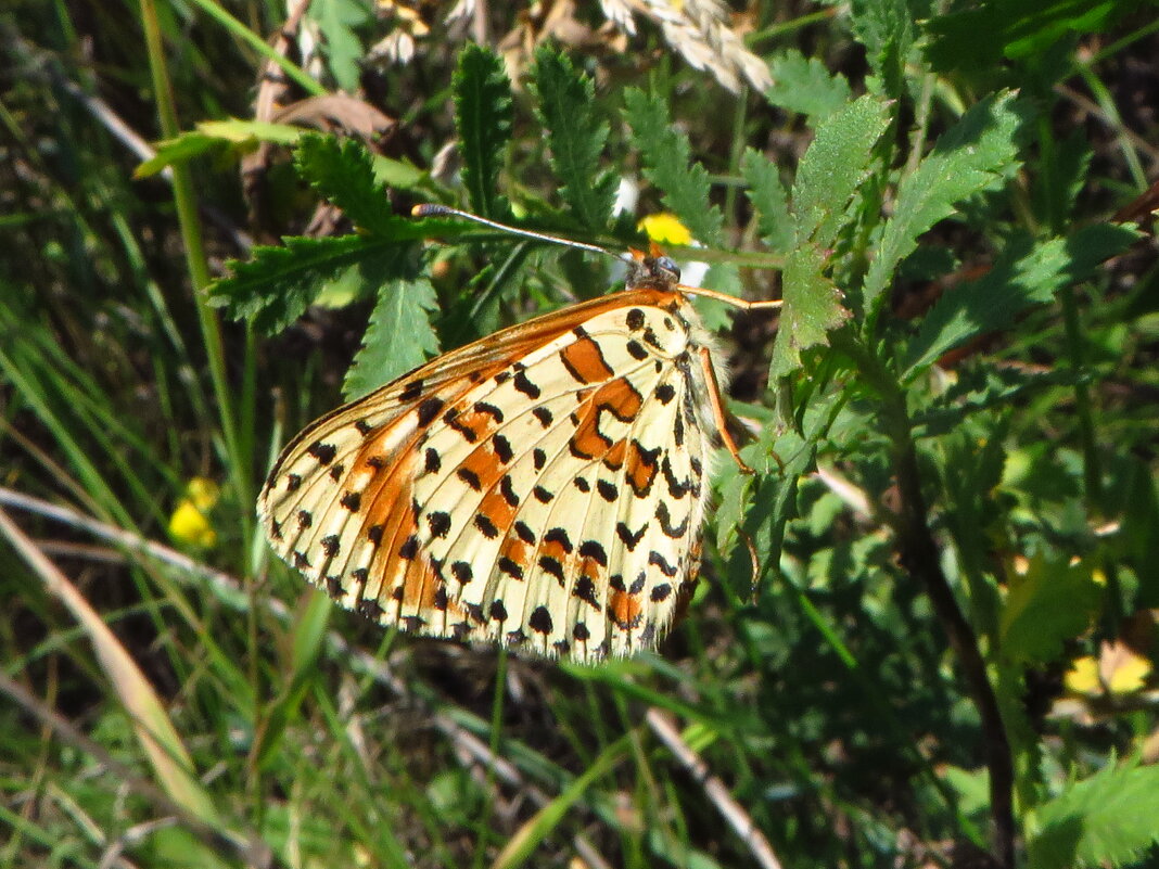 Рябець червоний (Melitaea didyma) — вид денних метеликів родини сонцевиків (Nymphalidae). - Ivan Vodonos