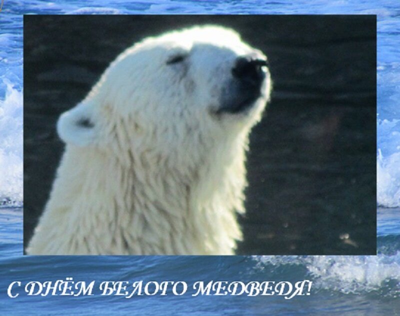 С Днём белого медведя! - Дмитрий Никитин