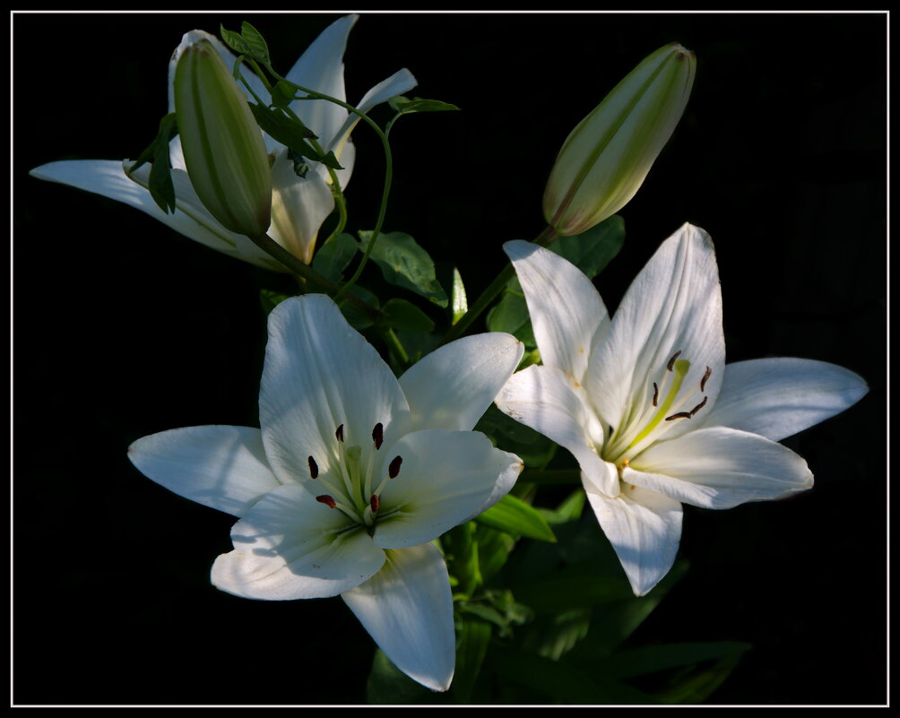 Белые лилии - lady v.ekaterina