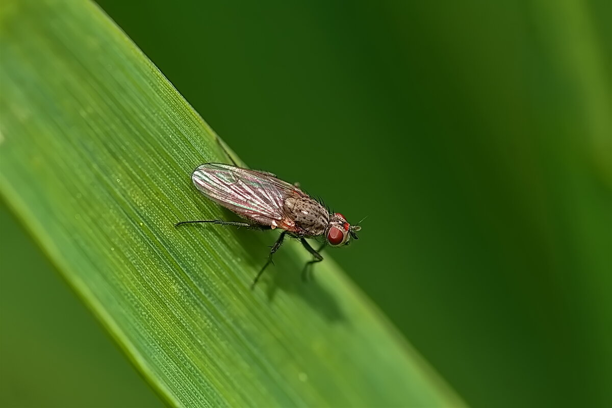 Пшеничная муха - Александр Посошенко